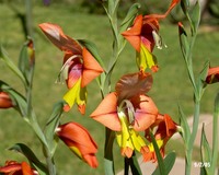 Gladiolus alatus L.