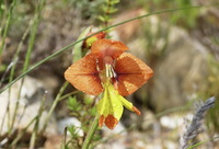 Gladiolus alatus L.