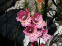 Gladiolus brevifolius Jacq.
