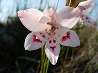Gladiolus debilis Ker Gawl.