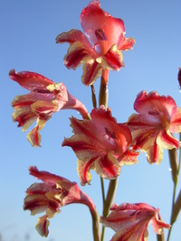 Gladiolus guthriei F. Bolus