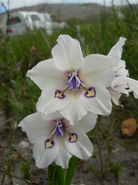 Gladiolus rudis Licht. ex Roem. & Schult.