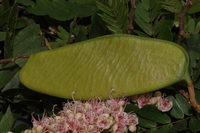 Julbernardia brieyi (De Wild.) Troupin