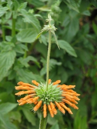 Leonotis ocymifolia (Burm.f.) Iwarsson