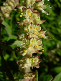 Ocimum gratissimum L.