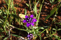 Lapeirousia oreogena Schltr. ex Goldblatt