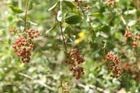 Lawsonia inermis L.