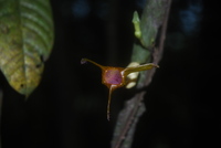 Pararistolochia triactina (Hook. f.) Hutch. & Dalziel