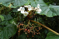 Begonia baccata Hook. f.