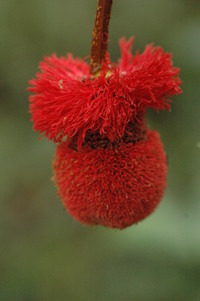 Parkia bicolor A. Chev.