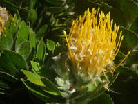 Leucospermum conocarpodendron (L.) H. Buek