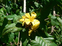 Hugonia orientalis Engl.