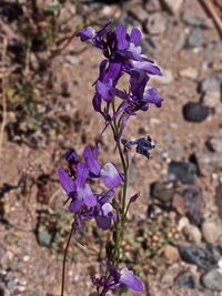 Linaria bipartita (Vent.) Willd.