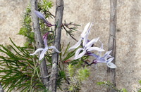 Cyphia volubilis (Burm. f.) Willd.