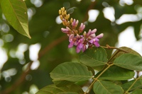 Lonchocarpus sericeus (Poir.) Kunth