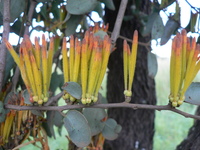 Agelanthus pungu (De Wild.) Polhill & Wiens