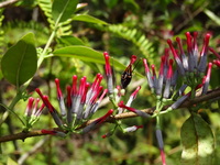 Englerina woodfordioides (Schweinf.) Balle