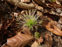 Maerua pygmaea Gilg