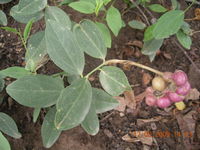 Maerua oblongifolia (Forssk.) A.Rich.