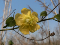 Abutilon mauritianum (Jacq.) Medik.