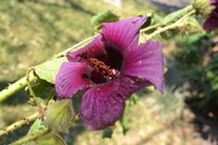 Hibiscus diversifolius Jacq.