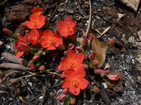 Hibiscus rhodanthus Gürke