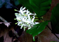 Turraea heterophylla Sm.