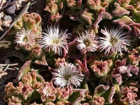 Mesembryanthemum crystallinum L.