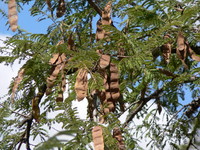 Albizia harveyi E.Fourn.