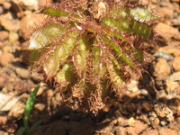 Mimosa pudica L.