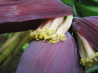 Musa × paradisiaca L.