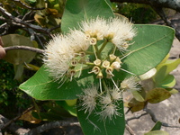 Syzygium cordatum Hochst. in C.Krauss