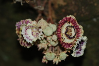 Napoleonaea egertonii Baker f.