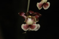 Oeceoclades saundersiana (Rchb. f.) Garay & P. Taylor