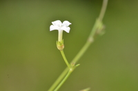 Oldenlandia lancifolia (Schumach.) DC.