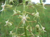 Habenaria schimperiana Hochst. ex A.Rich.