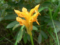 Platycoryne buchanania (Kraenzl.) Rolfe