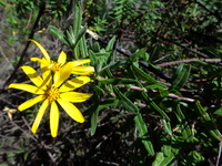 Osteospermum volkensii (O. Hoffm.) Norl.