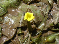 Ottelia ulvifolia (Planch.) Walp.