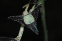 Pararistolochia fimbriata M. E. Leal & D. Nguema