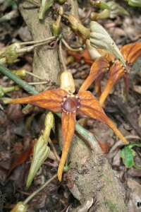 Pararistolochia macrocarpa (Duch.) Poncy