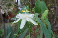 Passiflora subpeltata Ortega