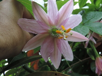 Passiflora tripartita (Juss.) Poir.