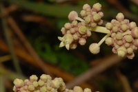 Pauridiantha viridiflora (Hiern) Hepper