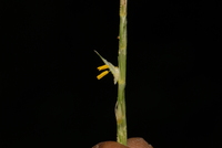Phacelurus gabonensis (Steud.) Clayton