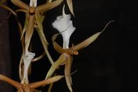 Plectrelminthus caudatus (Lindl.) Summerh.