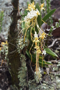 Podangis muscicola (Rchb.f.) Farminhão & D'haijère