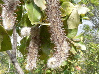 Faurea rochetiana (A.Rich.) Chiov. ex Pic. Serm.