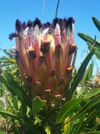 Protea neriifolia R. Br.
