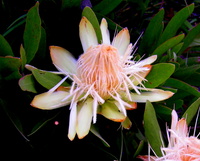 Protea angolensis Welw. var. angolensis